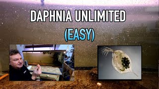 How I Raise Daphnia Water Fleas And You Can Too [upl. by Denni]