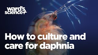 Caring and Culturing for Daphnia [upl. by Esital]