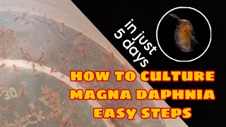 How to Culture Magna Daphnia Easily [upl. by Lashar]