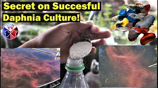 How to Culture Daphnia Successfully [upl. by Eta]