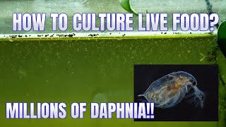 How to Culture Daphnia Secret Method to Breed MILLIONS  Simply Aquatic [upl. by Tana185]