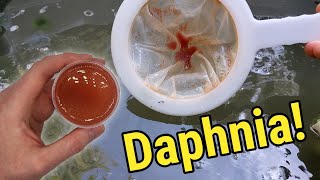 How I Culture Daphnia In Outdoor Tubs [upl. by Maillij]