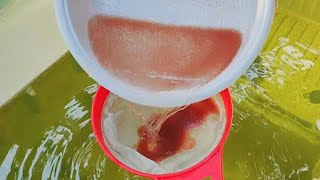 How to culture daphnia  Daphnia culture  How to grow daphnia outdoor [upl. by Ojela]