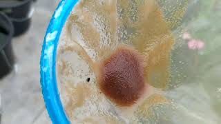 How to culture daphnia moina in a small container Part 1 English Subtitle [upl. by Giralda]