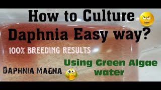 Daphnia MagnaHow to Culture Daphnia Easy wayCulturing Daphnia using Green water Daphnia [upl. by Kam]