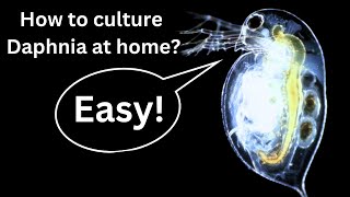 BEST Live Fish Food Beginner guide How to Culture Daphnia at home [upl. by Rhetta10]