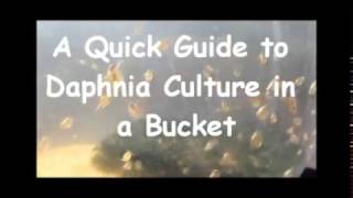 How to culture daphnia outside [upl. by Davena]