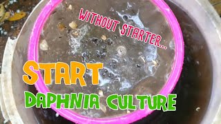 How to culture daphnia moina the easy way 1  Starting the Daphnia culture [upl. by Aek361]