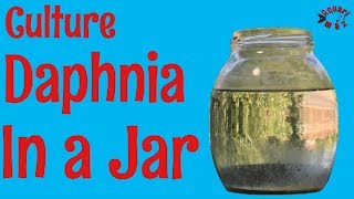 How to Culture Daphnia in a Jar [upl. by Yong]