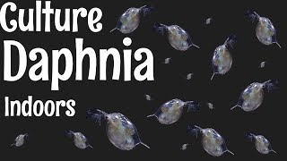 How to Culture Daphnia [upl. by Zelma]