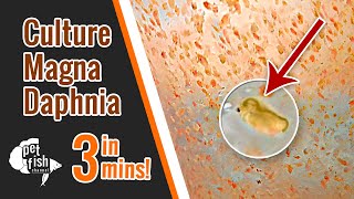 How to culture DAPHNIA MAGNA  The easy way [upl. by Enerod]