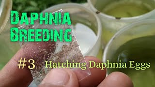 Daphnia Culture made simple and easy 3  Hatching Daphnia eggs [upl. by Liponis]