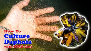 How to Culture Daphnia with ZERO Cost  Unlimited Live Food For Our Fish [upl. by Oicul810]