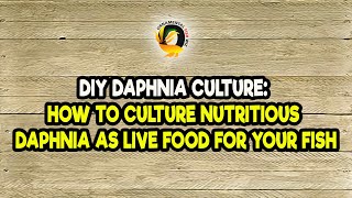 DIY Daphnia Culture How to Culture Nutritious Daphnia as Live Food for Your Fish [upl. by Beryl]