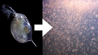 How I Culture Daphnia [upl. by Behrens]