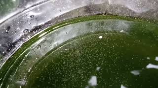 DAPHNIA MOINA CULTURE IN A SMALL BUCKET [upl. by Acir]