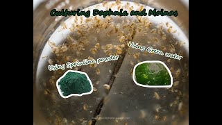 How To Culture Daphnia and Moinas using Green Water Spirulina powder [upl. by Fidelio893]