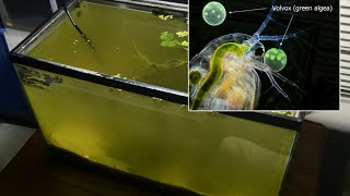 Raising Daphnia for the Freshwater Aquarium [upl. by Modestine972]