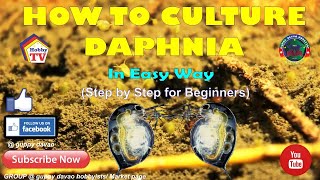 HOW TO CULTURE DAPHNIA In Easy Way [upl. by Dnomhcir264]